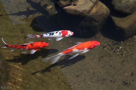 養魚的種類|【新手養魚點揀好】金魚街老闆介紹 5種易養淡水觀賞魚